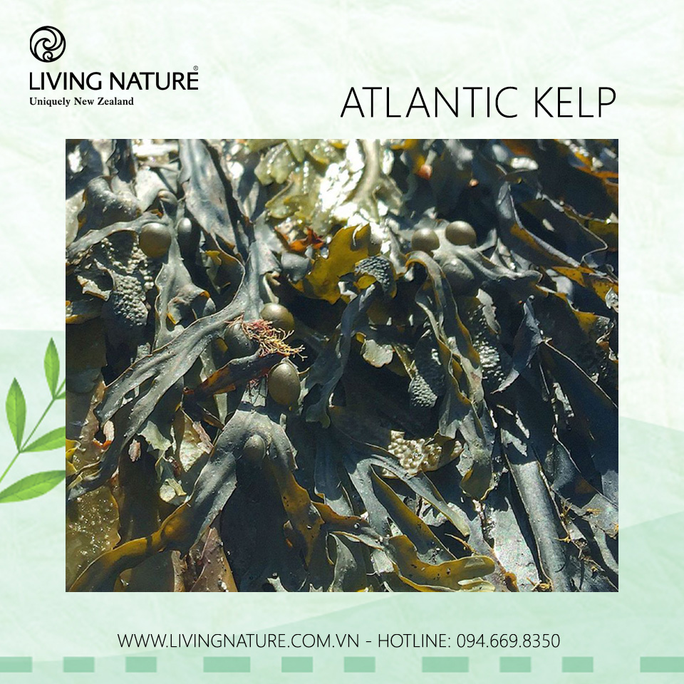 Tảo bẹ Kelp