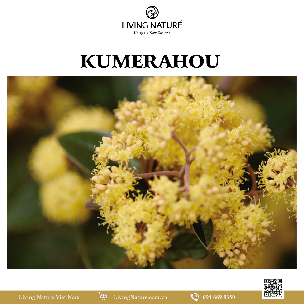 Kumerahou – “Xà phòng tự nhiên” của thế giới 1