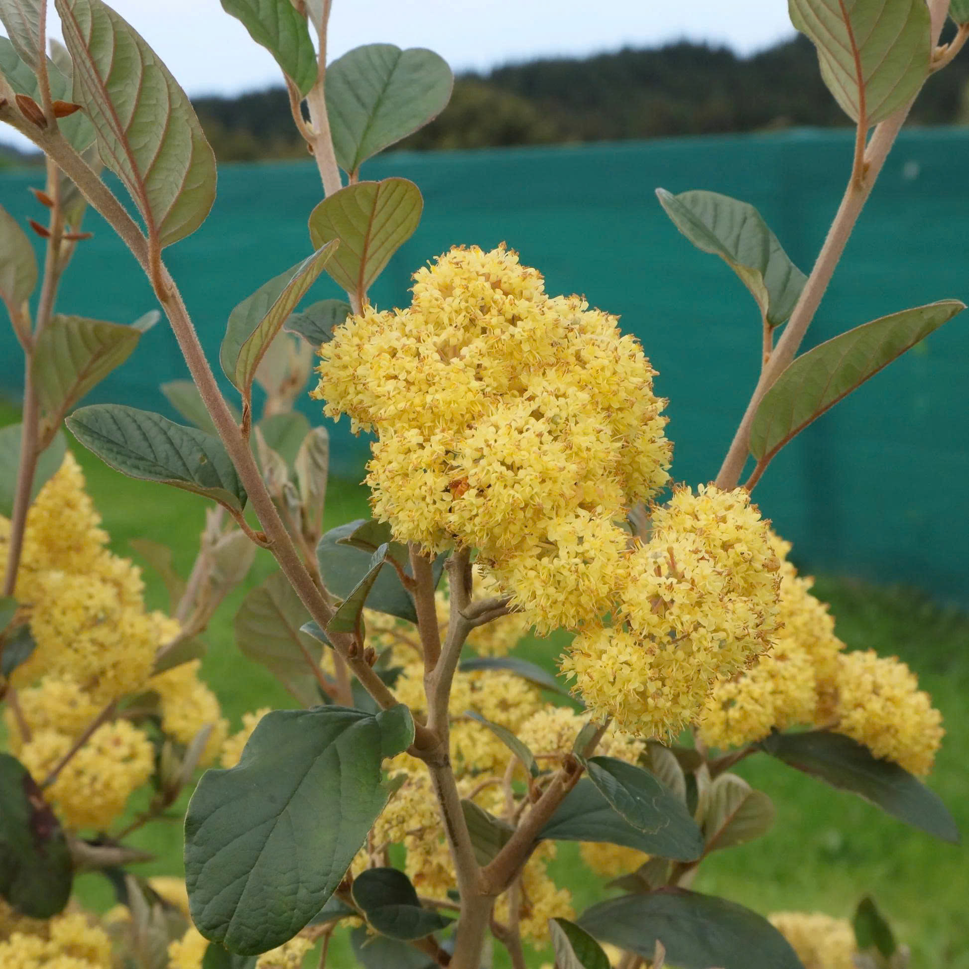 mat-ong-manuka-thanh-phan-chu-dao-cua-my-pham-living-nature (2)